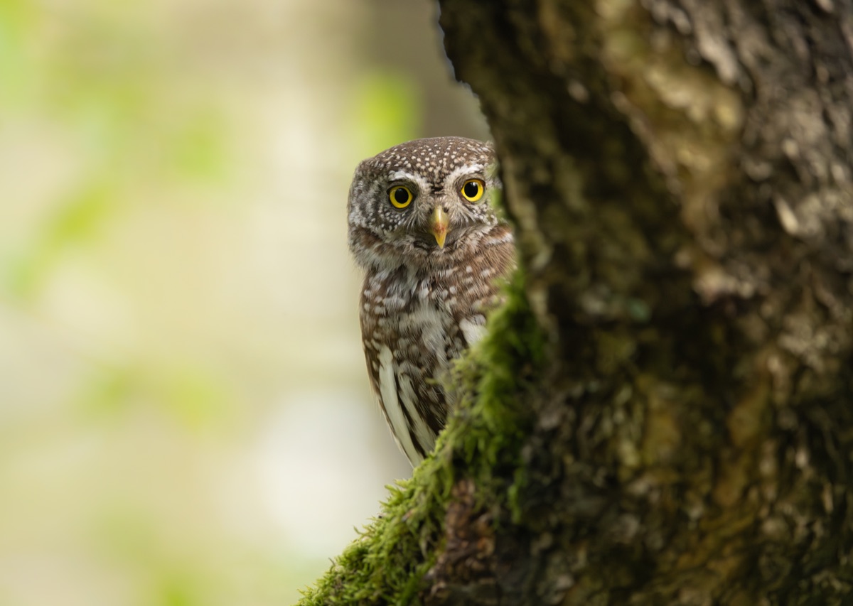 Small pygmy owl perched among branches.